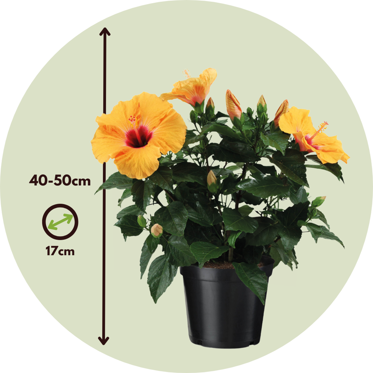 Blooming Houseplants Kinesisk Ros - Hibiscus Rosa-Sinensis - Orange - Höjd 40-50Cm - ⌀17Cm