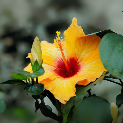 Blooming Houseplants Kinesisk Ros - Hibiscus Rosa-Sinensis - Orange - Höjd 40-50Cm - ⌀17Cm