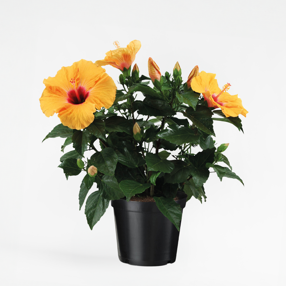 Blooming Houseplants Kinesisk Ros - Hibiscus Rosa-Sinensis - Orange - Höjd 40-50Cm - ⌀17Cm
