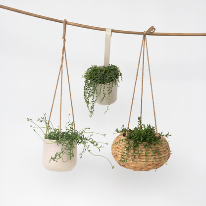 Hanging Plants Pärlemorkedja - Set Om 3 - Senecio - Ø 12Cm