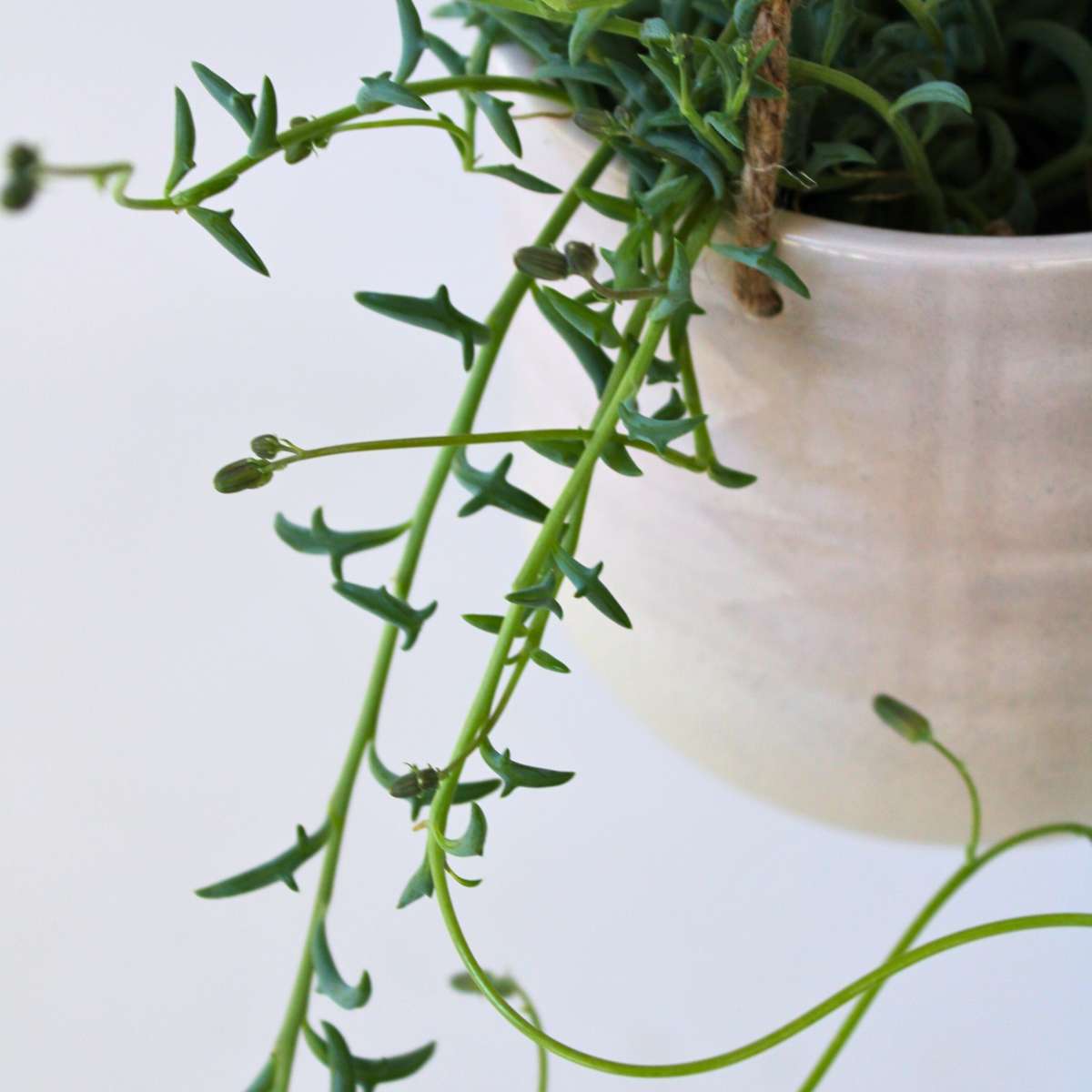 Hanging Plants Pärlemorkedja - Set Om 3 - Senecio - Ø 12Cm