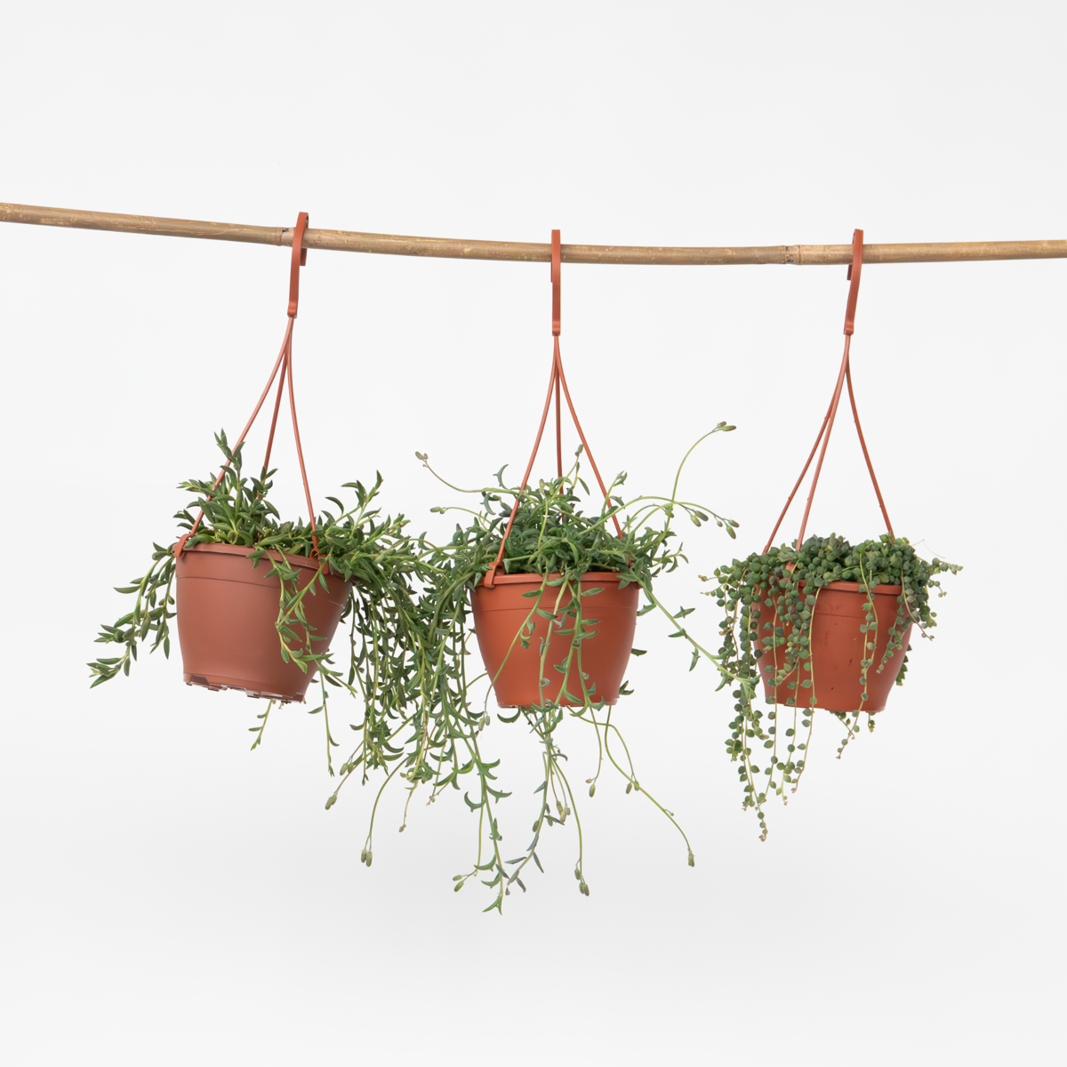 Hanging Plants Pärlemorkedja - Set Om 3 - Senecio - Ø 12Cm