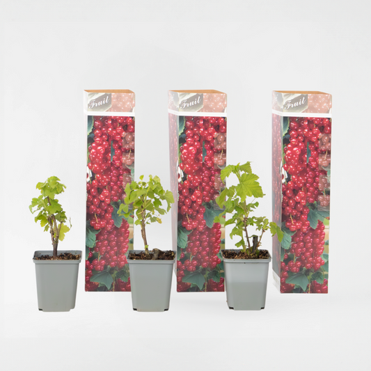 Florastore Röda Vinbär - Set Om 3 - Ribes Rubrum - Höjd 25-40Cm - ⌀9Cm