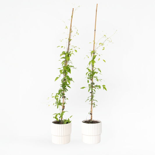 Climbers Klematis - 2 St - Clematis 'The President' - Höjd 100-120Cm - ⌀17Cm