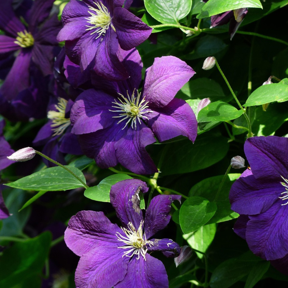 Climbers Klematis - 2 St - Clematis 'The President' - Höjd 100-120Cm - ⌀17Cm