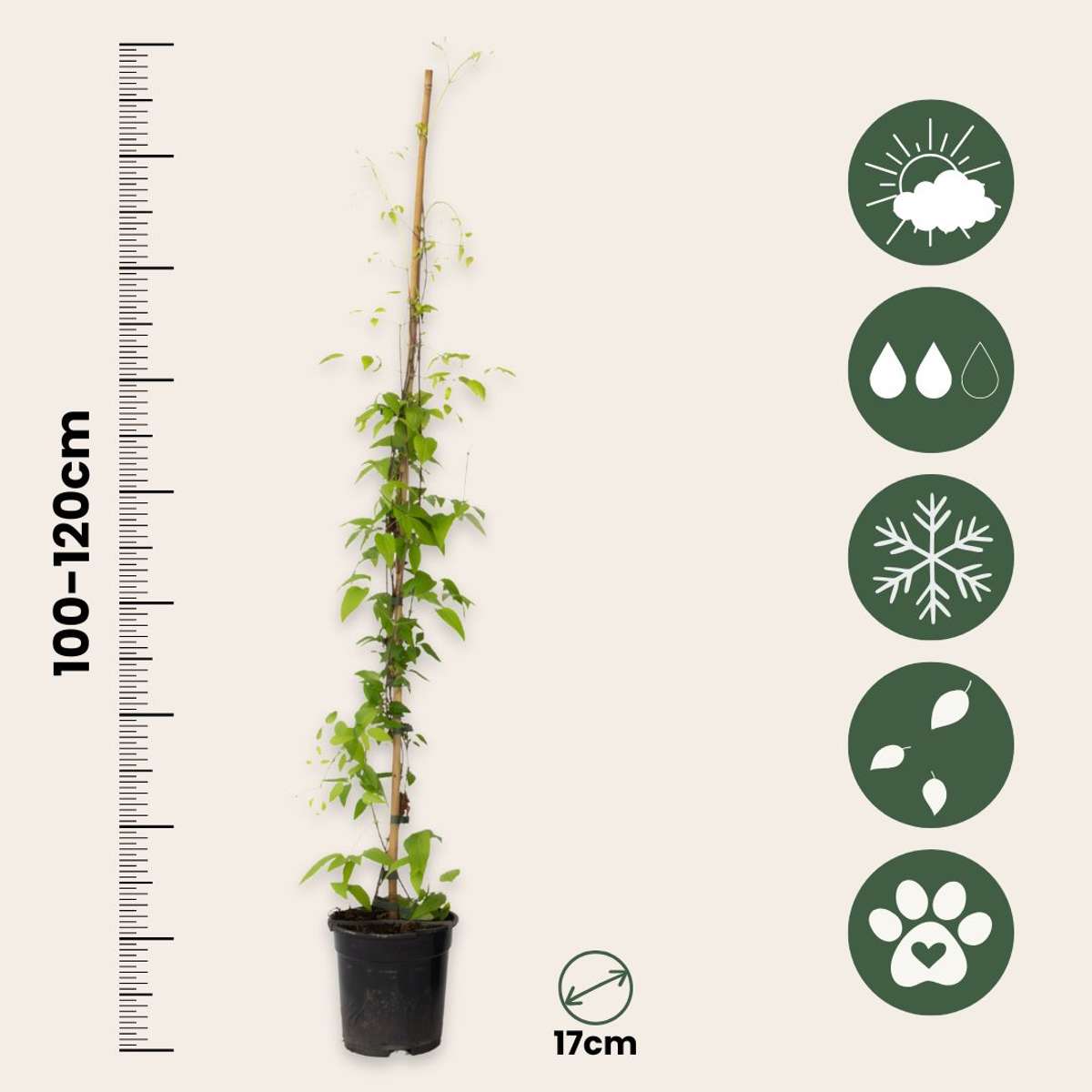 Climbers Klematis - 2 St - Clematis 'The President' - Höjd 100-120Cm - ⌀17Cm