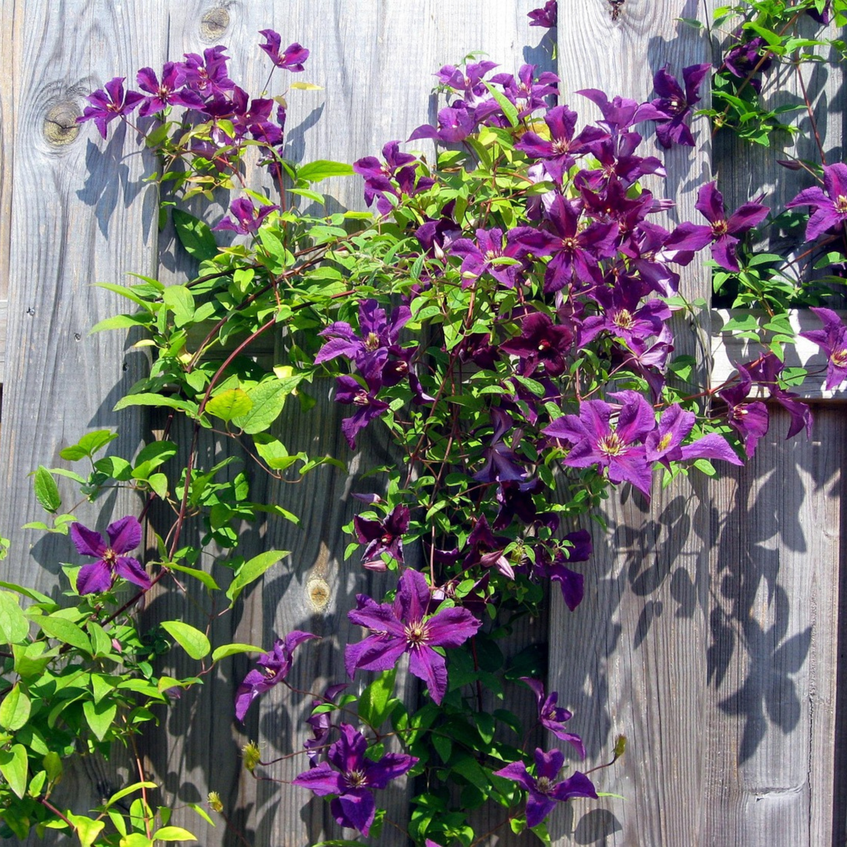 Climbers Klematis - 2 St - Clematis 'The President' - Höjd 100-120Cm - ⌀17Cm