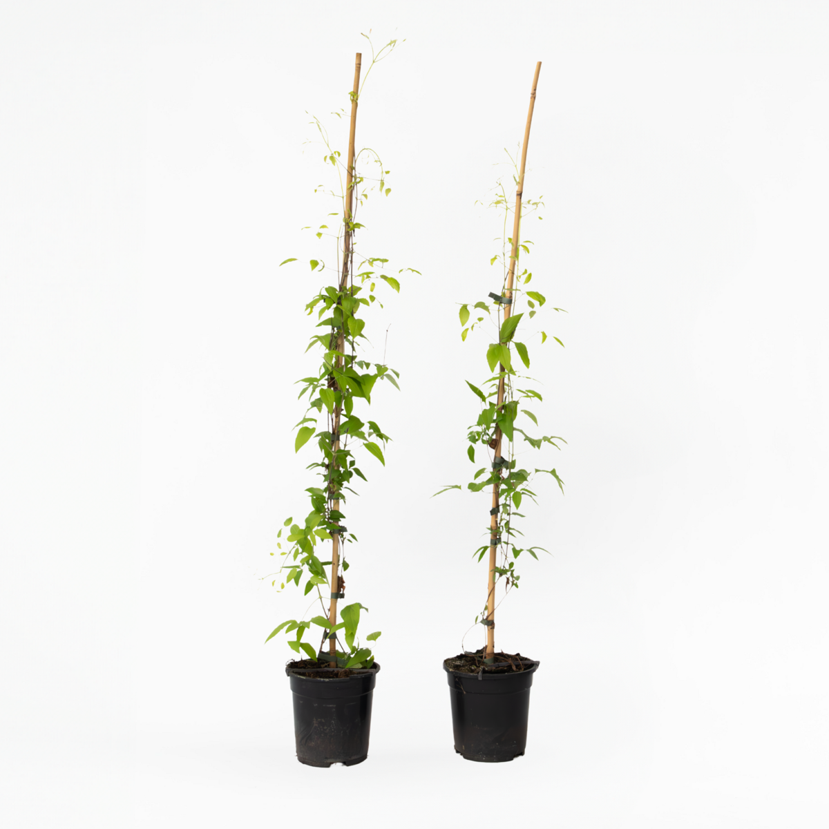 Climbers Klematis - 2 St - Clematis 'The President' - Höjd 100-120Cm - ⌀17Cm