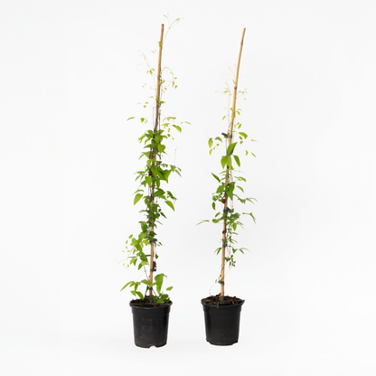 Climbers Klematis - 2 St - Clematis 'The President' - Höjd 100-120Cm - ⌀17Cm