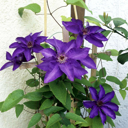 Climbers Klematis - 2 St - Clematis 'The President' - Höjd 100-120Cm - ⌀17Cm