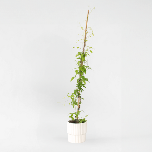 Climbers Klematis - Clematis 'The President' - Höjd 100-120Cm - ⌀17Cm