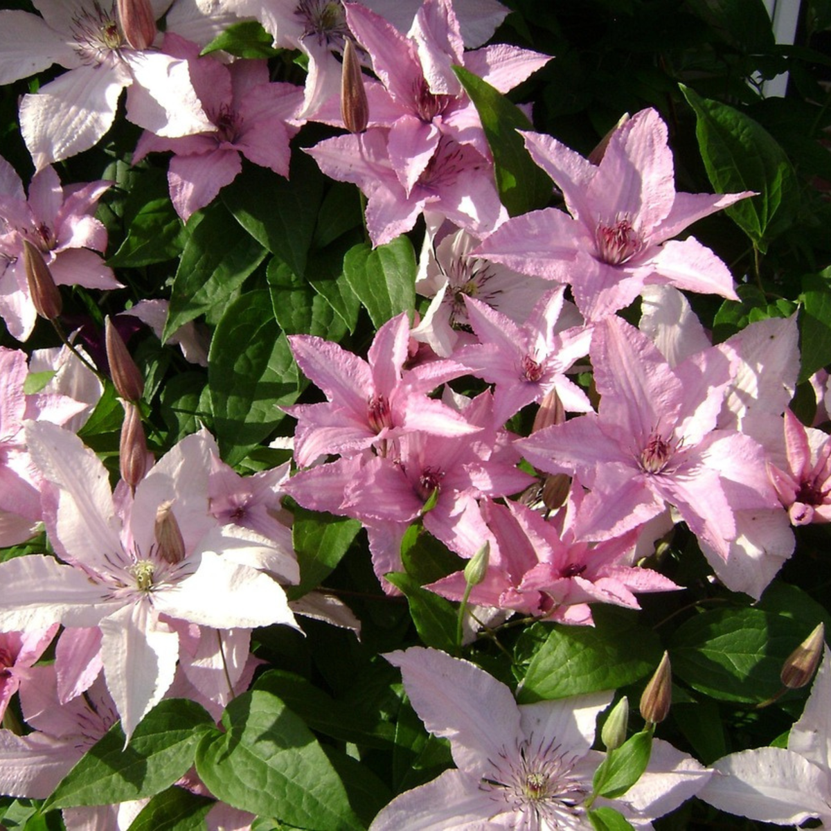 Climbers Klematis - Clematis 'Hagley Hybrid' - Höjd 100-120Cm - ⌀17Cm