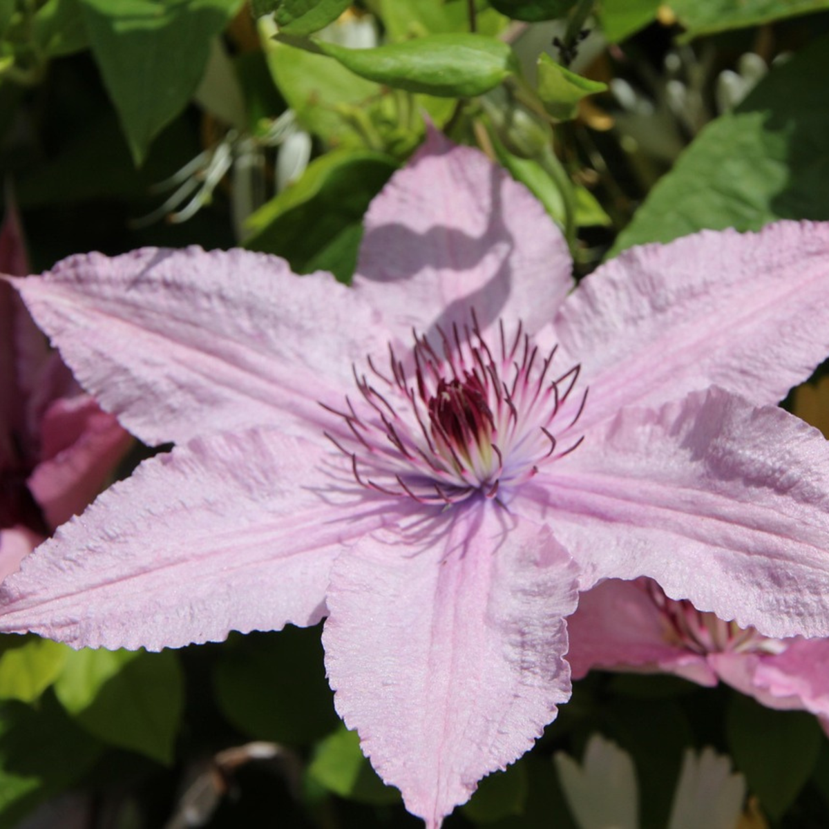 Climbers Klematis - Clematis 'Hagley Hybrid' - Höjd 100-120Cm - ⌀17Cm