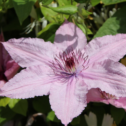 Climbers Klematis - Clematis 'Hagley Hybrid' - Höjd 100-120Cm - ⌀17Cm