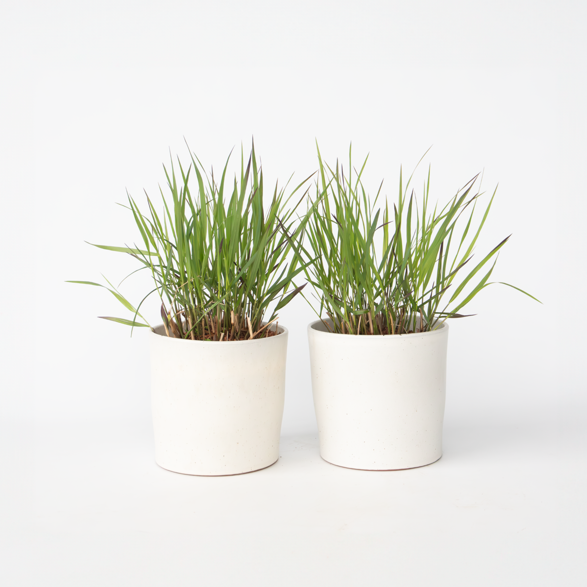 Florastore Fingergräs - 2 St - Panicum Virgatum 'Squaw' - Höjd 40-60Cm - ⌀23Cm