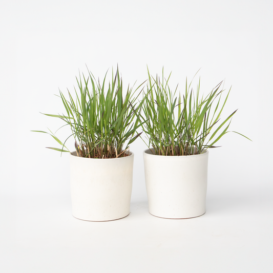Florastore Fingergräs - 2 St - Panicum Virgatum 'Squaw' - Höjd 40-60Cm - ⌀23Cm
