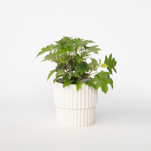 Florastore Hortensia - Hydrangea Paniculata 'Toy Soldier' - Höjd 25-40Cm - ⌀19Cm