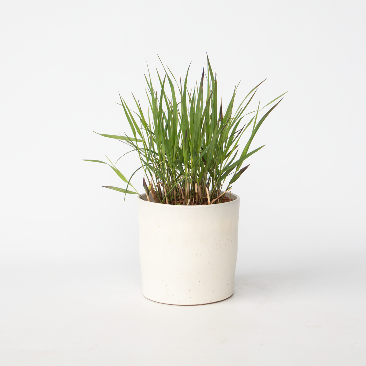 Florastore Fingergräs - Panicum Virgatum 'Squaw' - Höjd 40-60Cm - ⌀23Cm