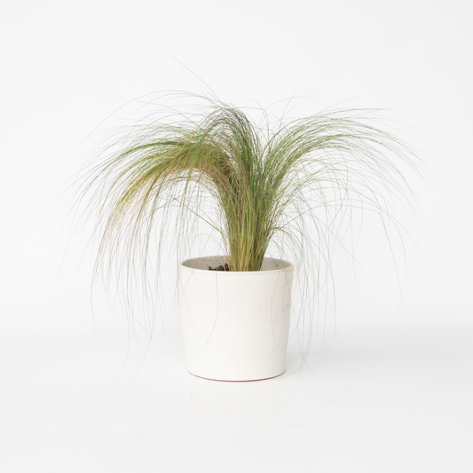 Florastore Fjädergräs - Pennisetum 'Stipa' - Höjd 40-60Cm - ⌀23Cm