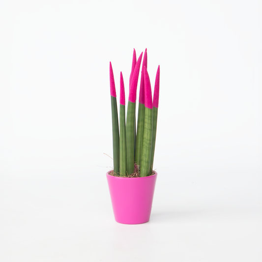 Florastore Cylindrisk Svärmorstunga - Sansevieria Cylindrica - Höjd 20-40Cm - ⌀9Cm