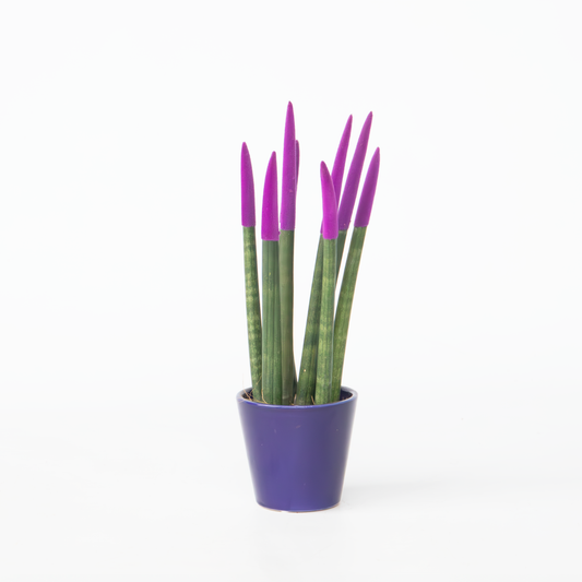 Florastore Cylindrisk Svärmorstunga - Sansevieria Cylindrica - Höjd 20-40Cm - ⌀9Cm