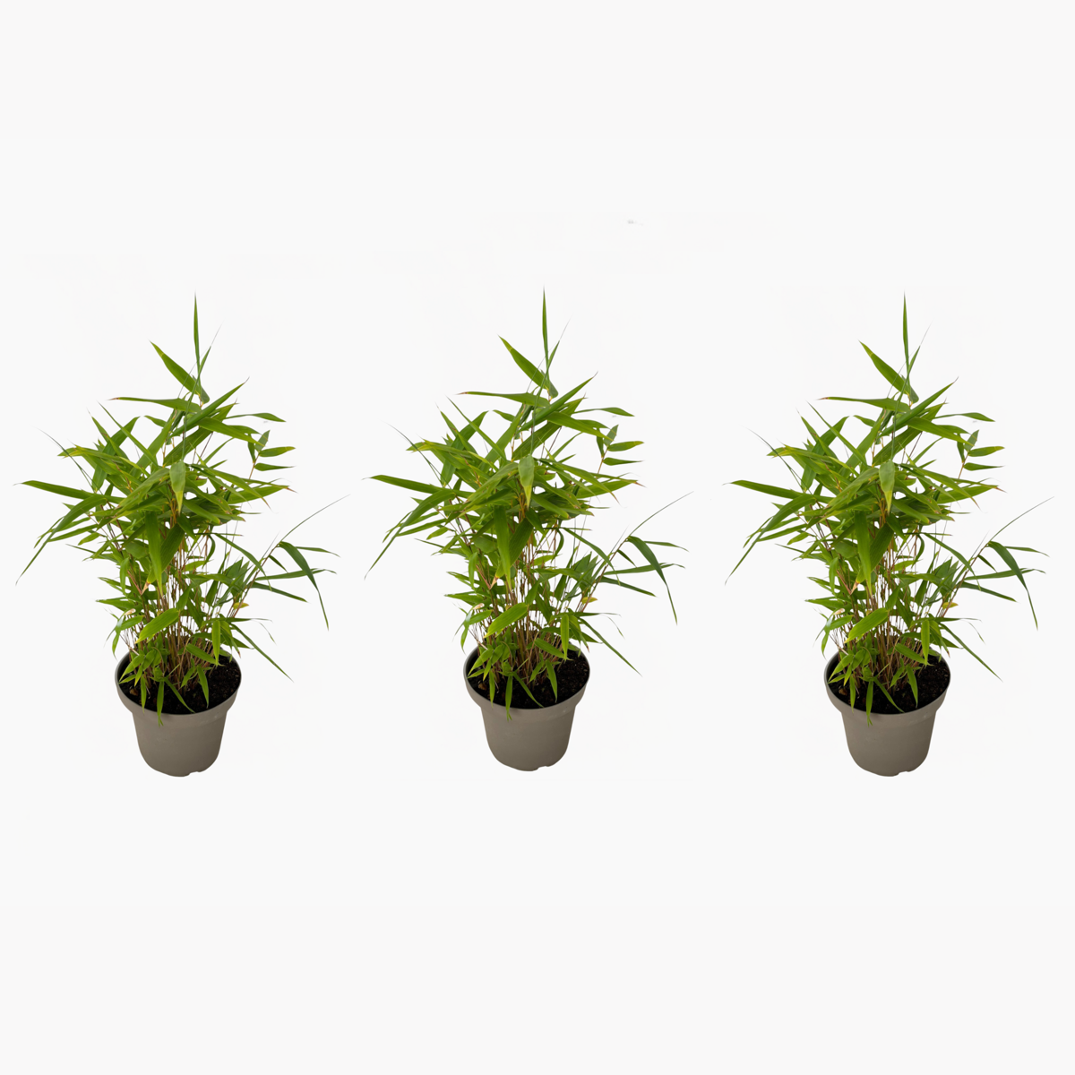 Florastore Bambu - Set Om 3 - Fargesia Nitida 'Black Dragon' - Höjd 25-40Cm - ⌀14Cm