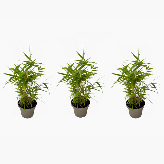 Bamboo Shrubs Bambu - Set Om 3 - Fargesia Nitida 'Black Dragon' - Höjd 25-40Cm - ⌀14Cm