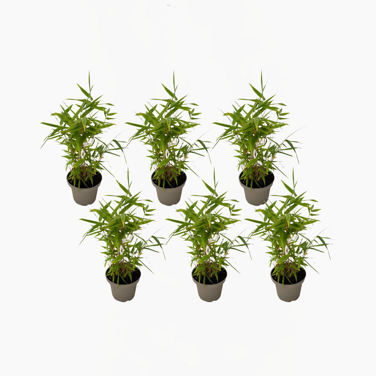 Florastore Bambu - Set Om 6 - Fargesia Nitida 'Black Dragon' - Höjd 25-40Cm - ⌀14Cm