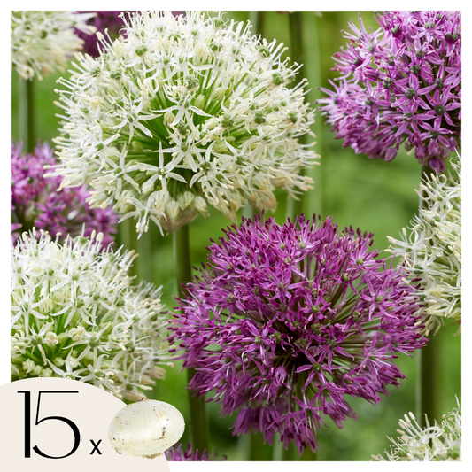 Florastore Allium Lökar - Sæt Om 15 - Allium 'Purple, 'White' - Blomlökar