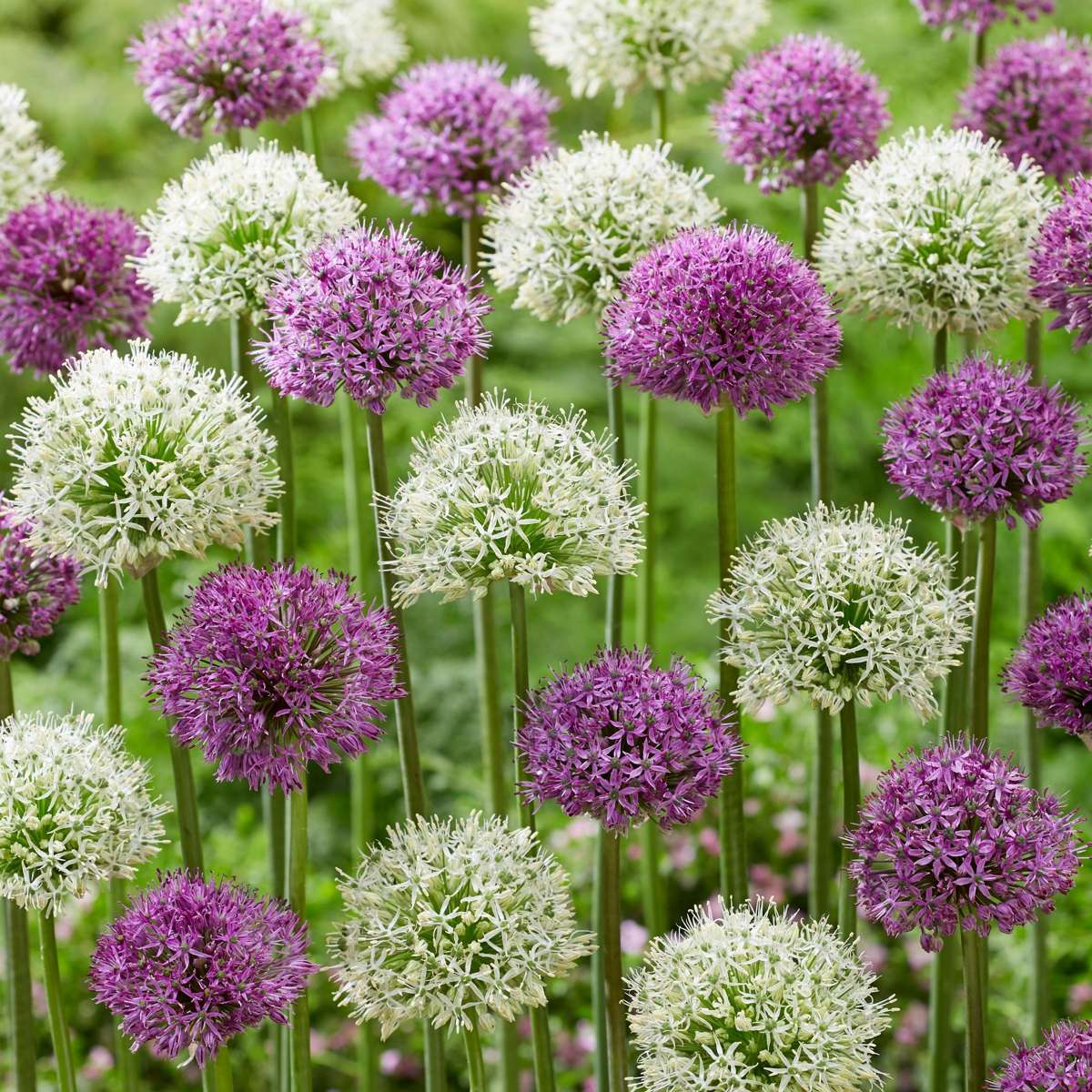 Allium Lökar - Sæt Om 15 - Allium 'Purple, 'White' - Blomlökar