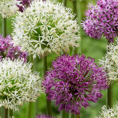 Allium Lökar - Sæt Om 15 - Allium 'Purple, 'White' - Blomlökar