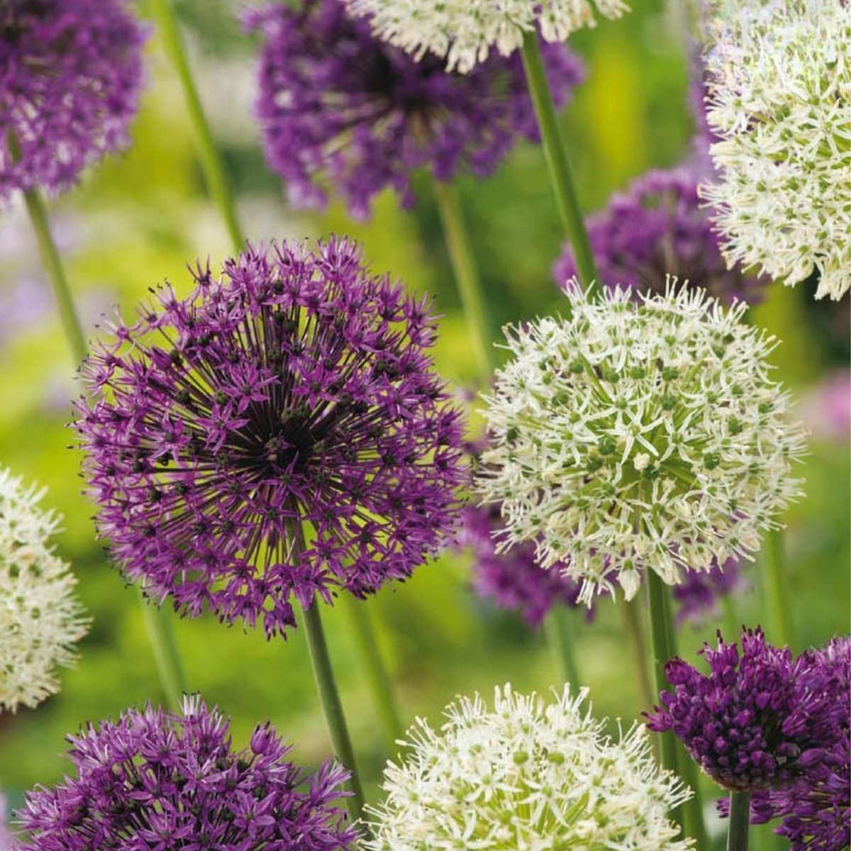Allium Lökar - Sæt Om 15 - Allium 'Purple, 'White' - Blomlökar