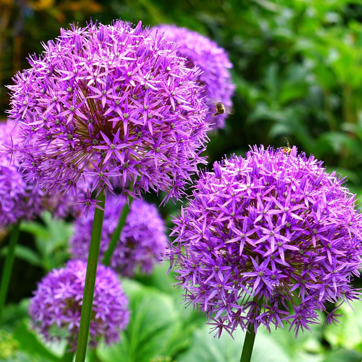Allium Lökar - Sæt Om 15 - Allium 'Purple, 'White' - Blomlökar