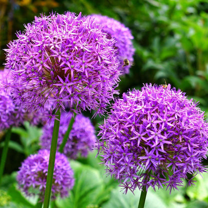 Allium Lökar - Sæt Om 15 - Allium 'Purple, 'White' - Blomlökar
