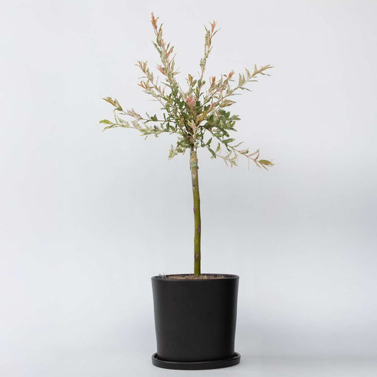 Florastore Japansk Dvärgpil - Salix Integra 'Flamingo' - Höjd 60-80Cm - Kruka 17Cm