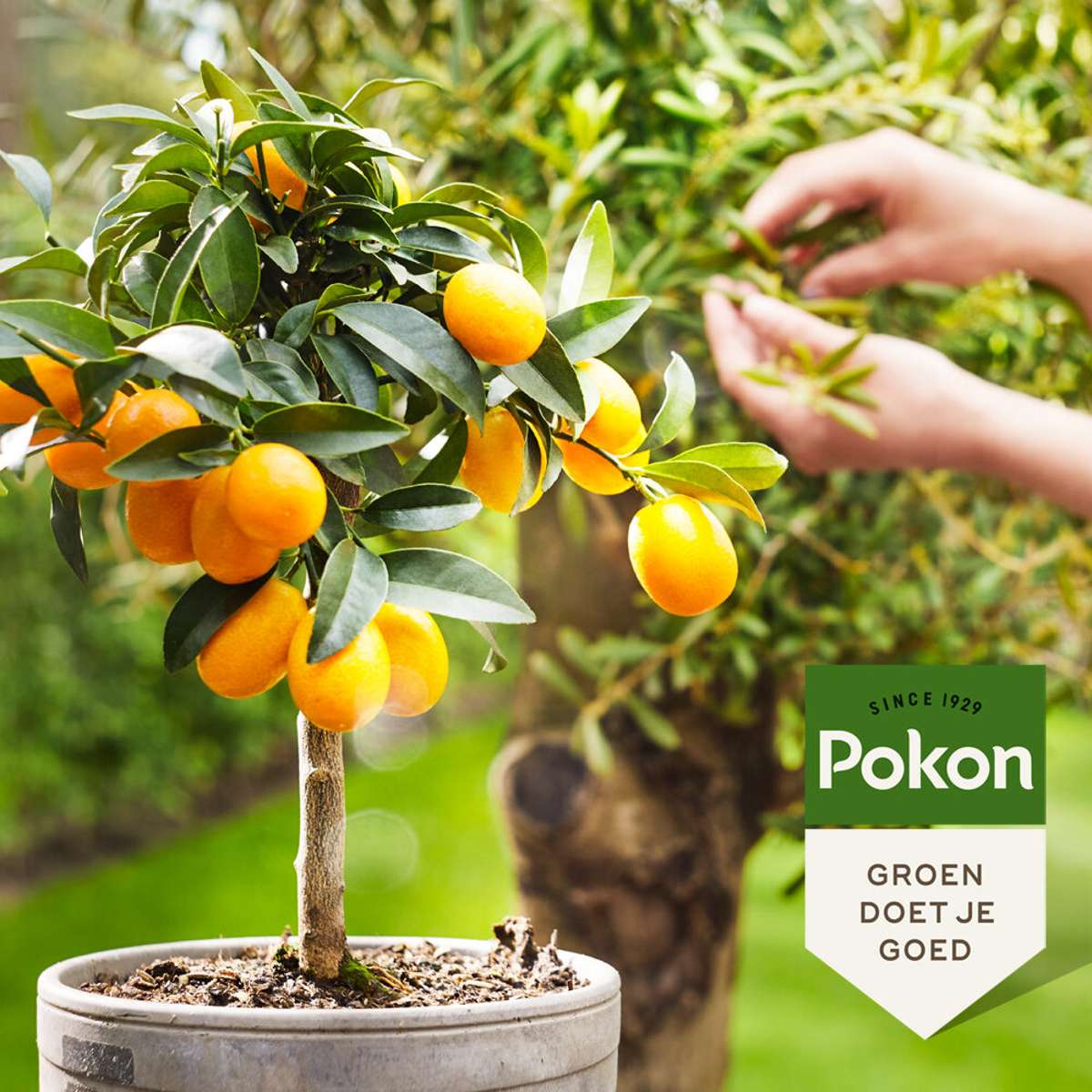 Plant Food Pokon - Flytande Gödselmedel För Medelhavsväxter - 500 Ml