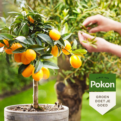 Plant Food Pokon - Flytande Gödselmedel För Medelhavsväxter - 500 Ml