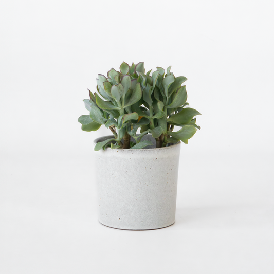 Florastore Jadeväxt - Crassula Arborescens 'Curly' - Höjd 15-25 Cm - Kruka 12 Cm