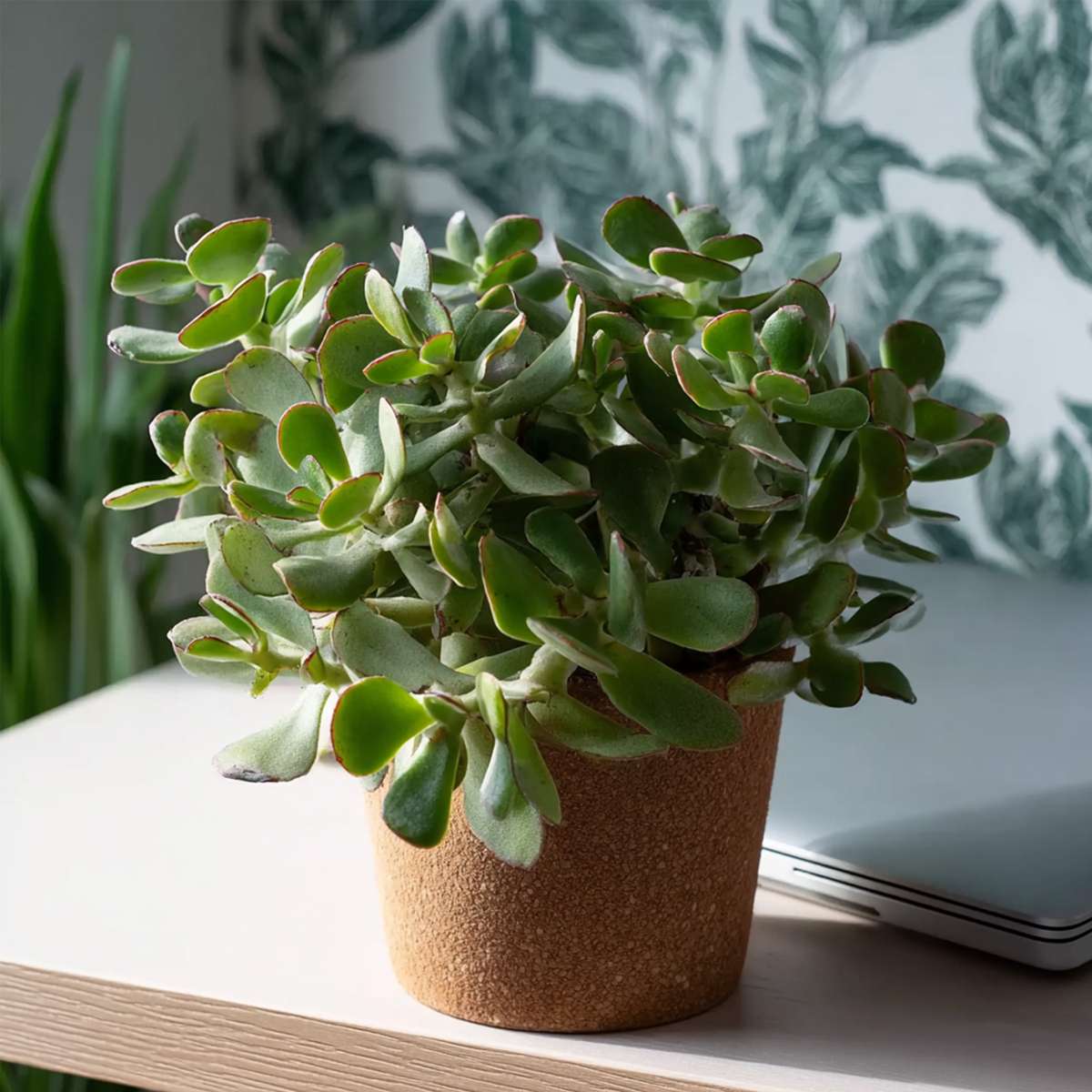 Succulents Jadeväxt - Crassula Arborescens 'Curly' - Höjd 15-25 Cm - Kruka 12 Cm