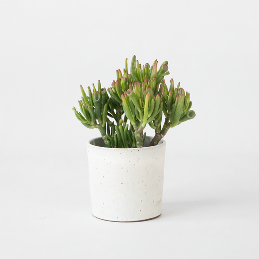 Florastore Paradisträd - Crassula Ovata 'Hobbit' - Höjd 10-20Cm - ⌀12Cm