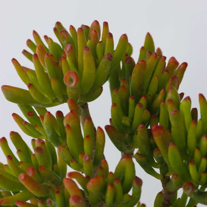 Succulents Paradisträd - Crassula Ovata 'Hobbit' - Höjd 10-20Cm - ⌀12Cm