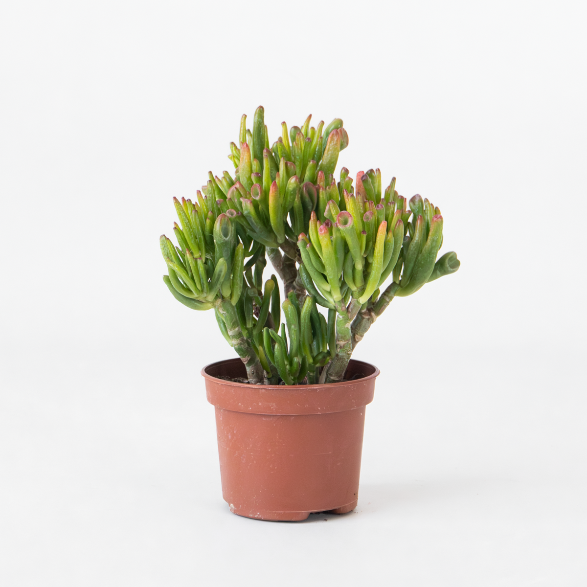 Succulents Paradisträd - Crassula Ovata 'Hobbit' - Höjd 10-20Cm - ⌀12Cm