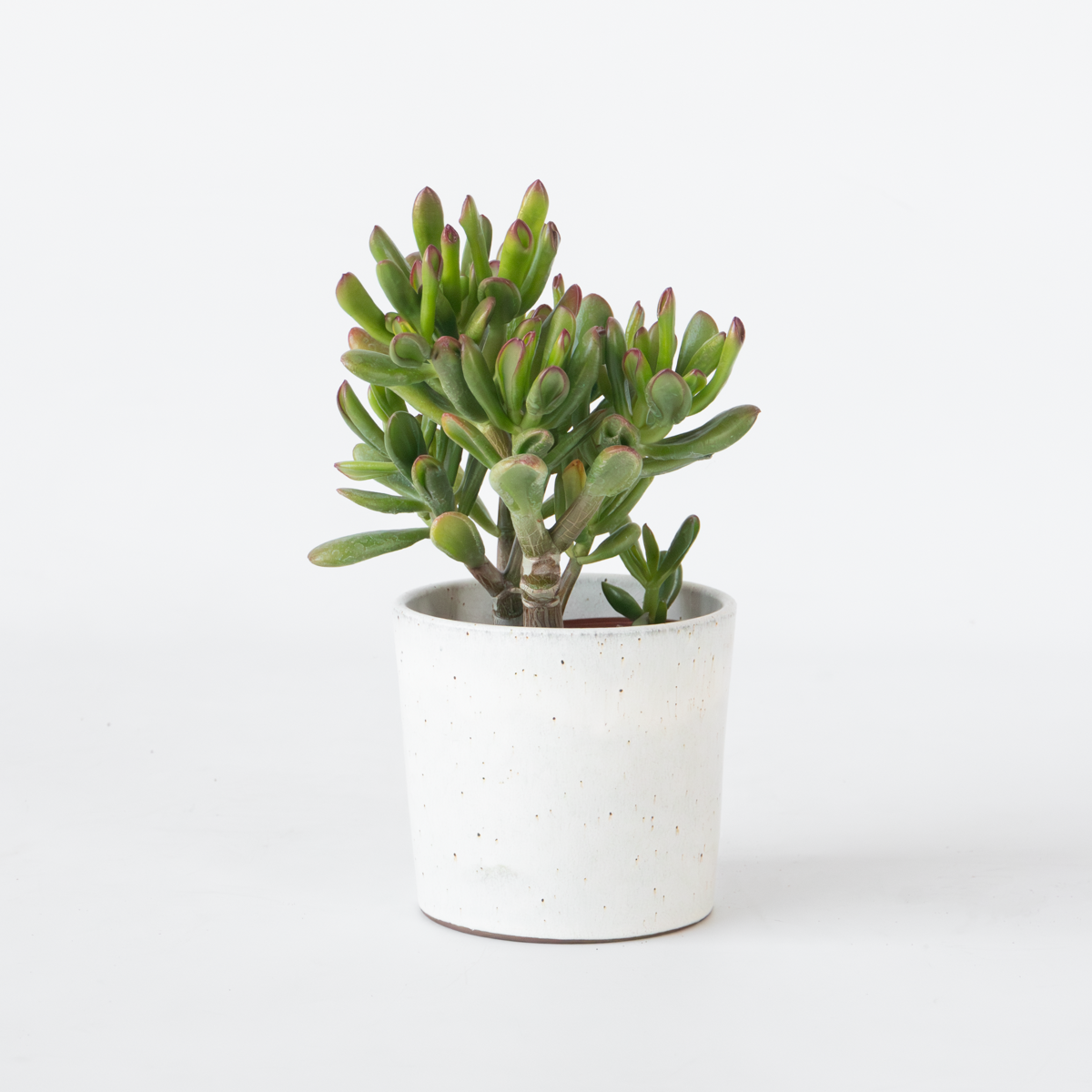 Florastore Paradisträd - Crassula Ovata 'Gollum' - Höjd 15-25 Cm - Kruka 12 Cm