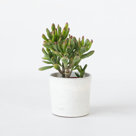 Florastore Paradisträd - Crassula Ovata 'Gollum' - Höjd 15-25 Cm - Kruka 12 Cm