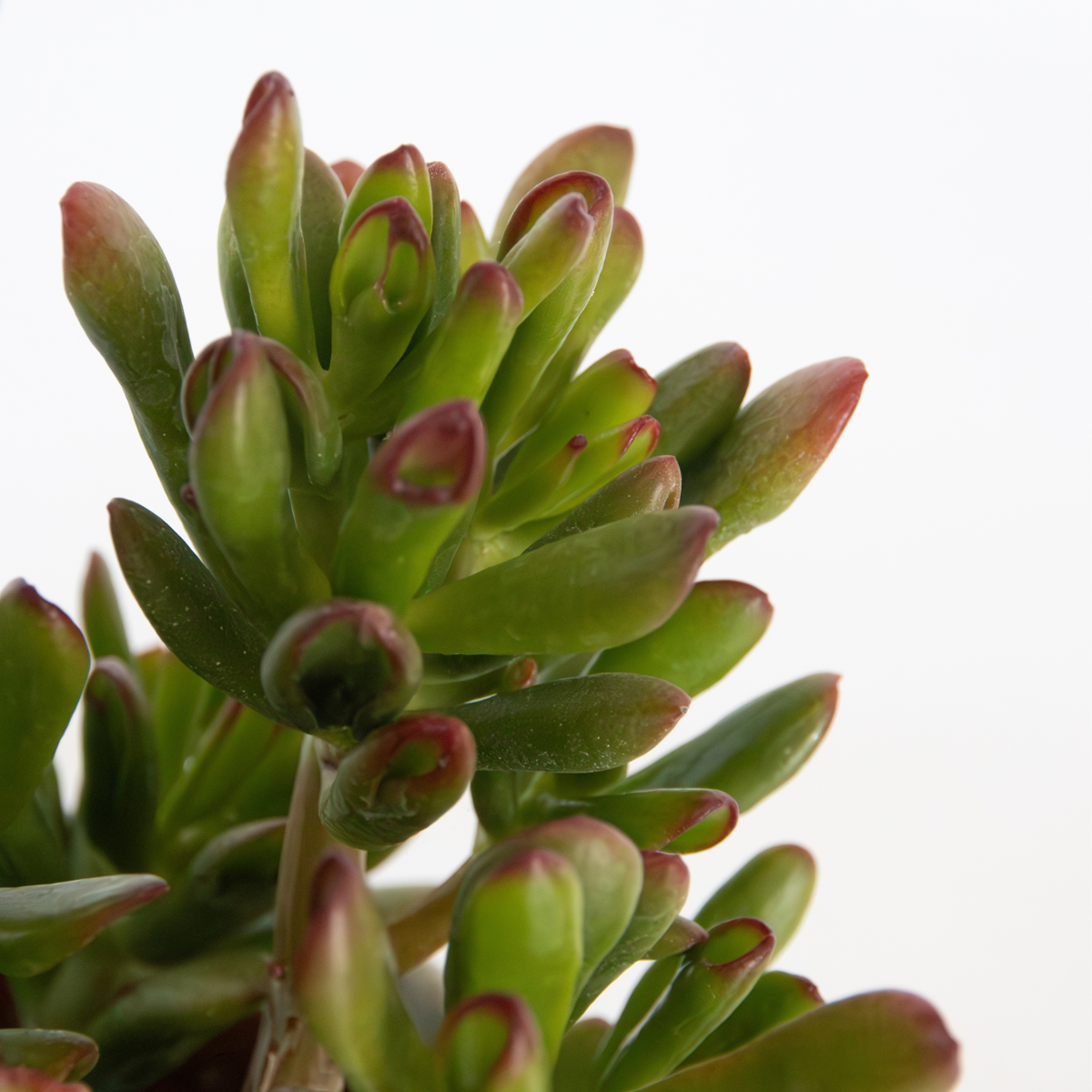 Succulents Paradisträd - Crassula Ovata 'Gollum' - Höjd 15-25 Cm - Kruka 12 Cm