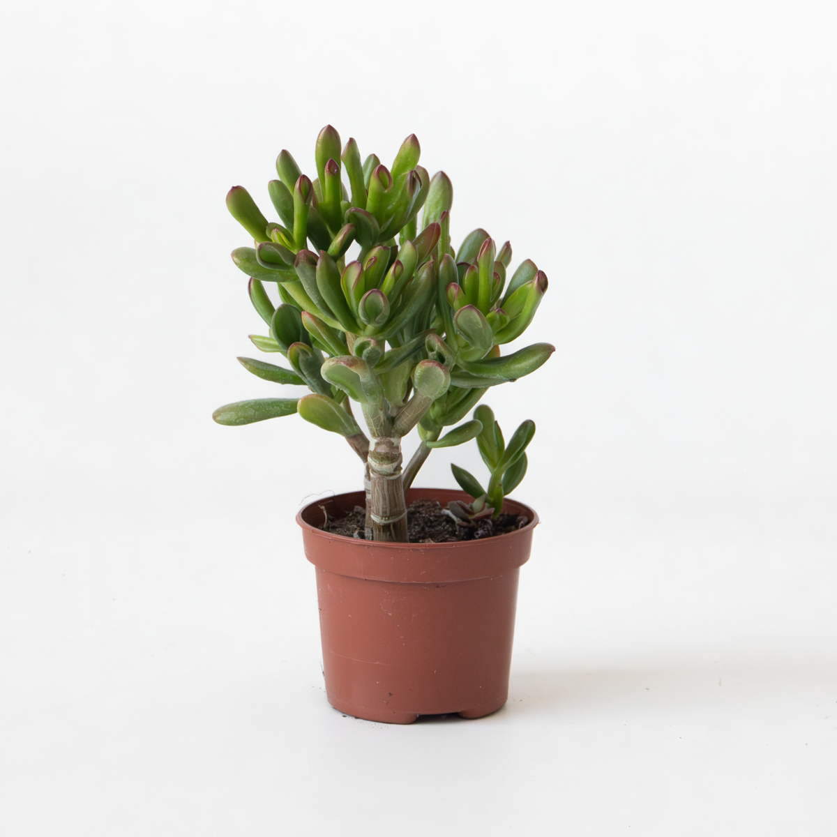 Succulents Paradisträd - Crassula Ovata 'Gollum' - Höjd 15-25 Cm - Kruka 12 Cm