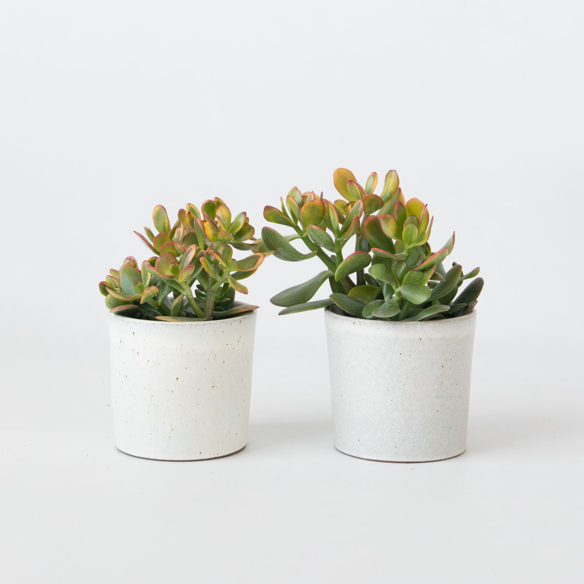 Florastore Paradisträd - 2-Pack - Crassula Ovata 'Sunset' - Höjd 15-20Cm - ⌀12Cm