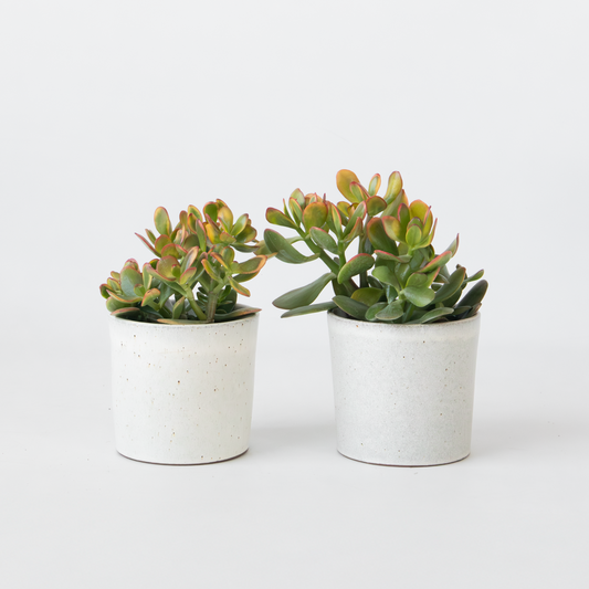 Succulents Paradisträd - 2-Pack - Crassula Ovata 'Sunset' - Höjd 15-20Cm - ⌀12Cm