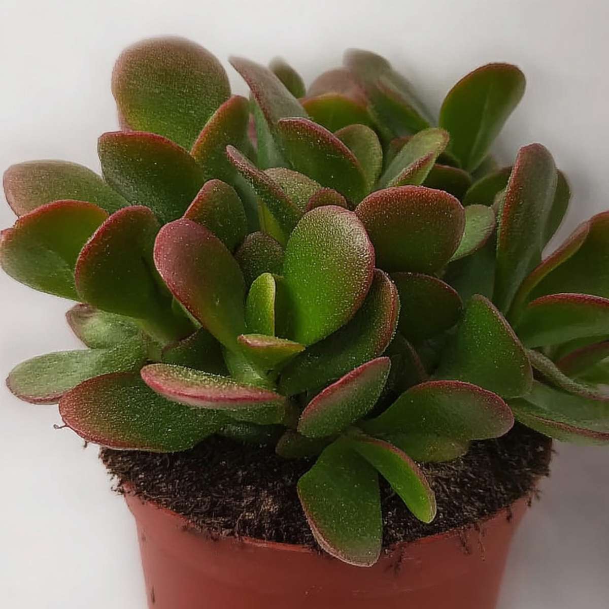 Succulents Paradisträd - 2-Pack - Crassula Ovata 'Sunset' - Höjd 15-20Cm - ⌀12Cm