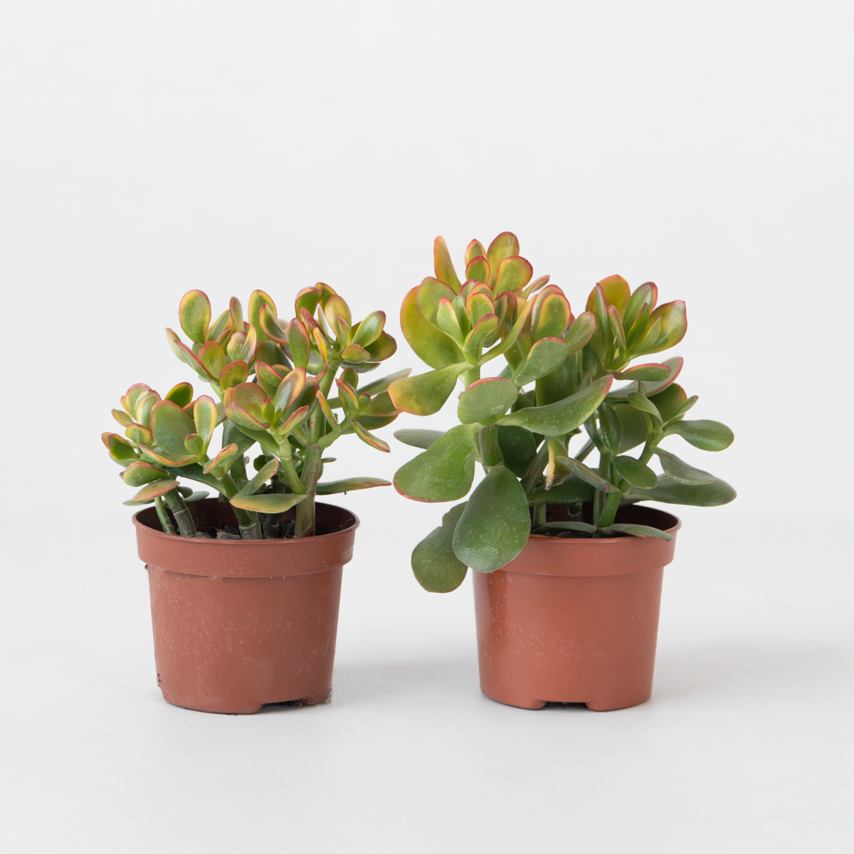 Succulents Paradisträd - 2-Pack - Crassula Ovata 'Sunset' - Höjd 15-20Cm - ⌀12Cm